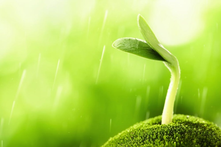 Bean Sprout Macro