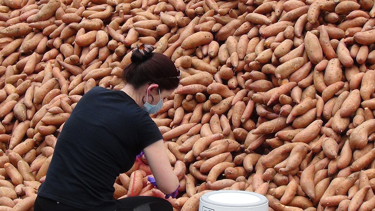 Volunteer Elyssa Bollinger packages gleaned sweet potatoes for distribution to local residents and for delivery to shut-ins during a socially distanced Society of St. Andrew “potato drop” at First United Methodist Church in Mt. Olive, N.C., where Bollinger is a member. Most of the loose potatoes were placed into pick-up trucks bound for feeding agencies and church food pantries. Photo by Michael Binger, Society of St. Andrew.
