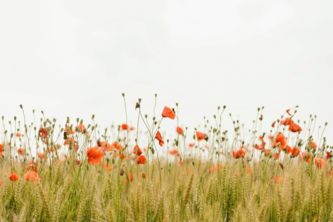 The United Methodist interagency commitment to just and equitable net-zero emissions is the most systematic, comprehensive, global emission reduction effort in the history of The United Methodist Church. Wildflower image by Henry Be, Unsplash.com.