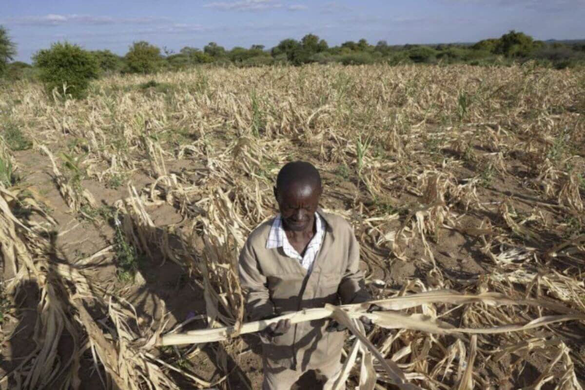 A farmer in southwestern Zimbabwe, stands in the middle of his dried up crop field amid a devastating May, 2024 drought that impacted all of Zimbabwe. Photo Credit Associated Press